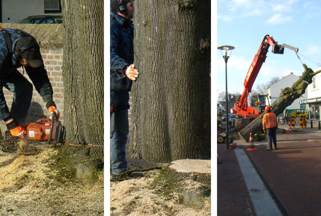 Bomen kappen en boomstronken verwijderen