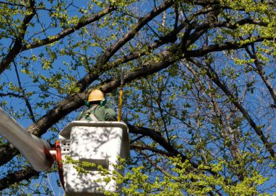 Bomen snoeien langs wegen