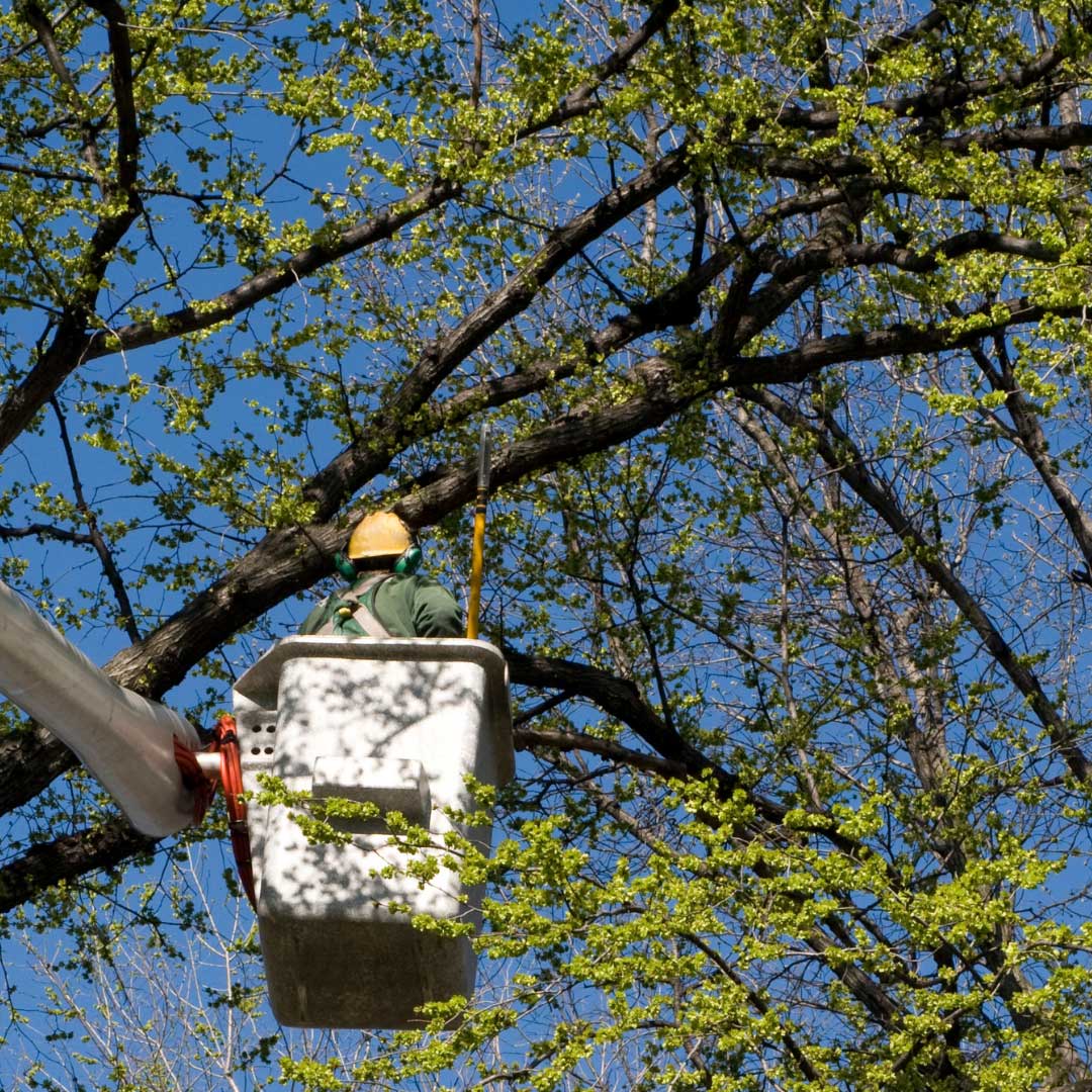 Bomen snoeien langs wegen