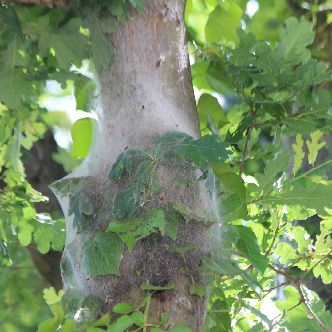 Eikenprocessierups nest herkennen